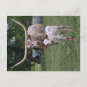 Texas Longhorns Briefkaart (Voorkant)