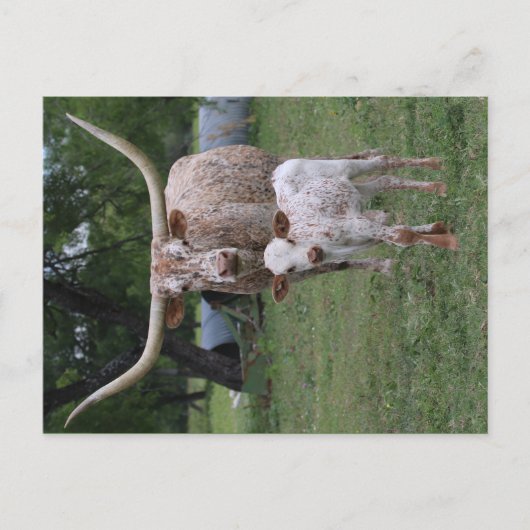 Texas Longhorns Briefkaart (Voorkant)