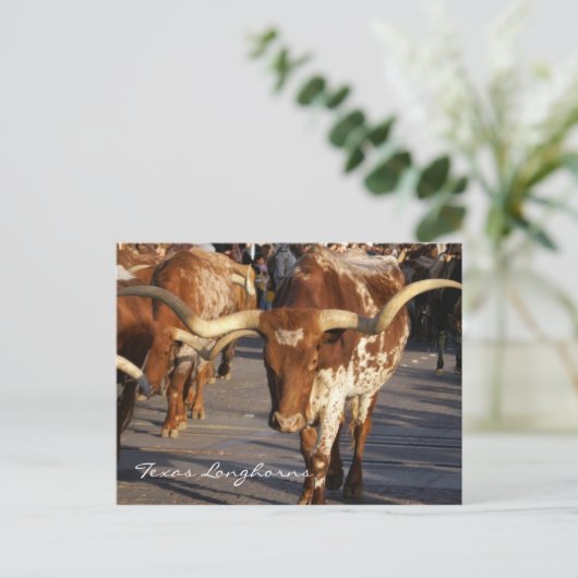 Texas Longhorns Briefkaart (Staand voorkant)