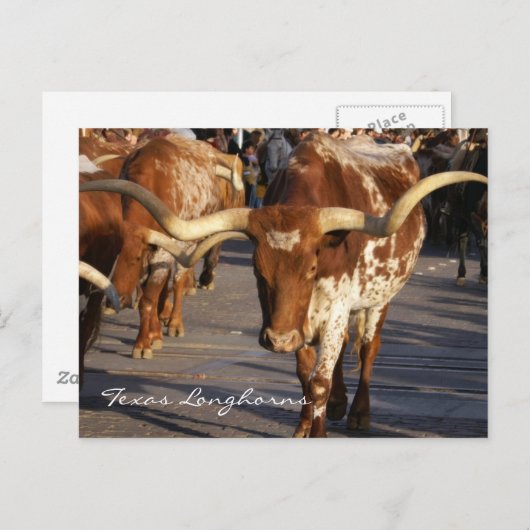 Texas Longhorns Briefkaart (Voorkant / Achterkant)