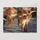 Texas Longhorns Briefkaart (Voorkant)