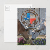 Texas Longhorns in Love Briefkaart (Voorkant / Achterkant)