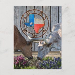 Texas Longhorns in Love Briefkaart