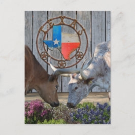 Texas Longhorns in Love Briefkaart