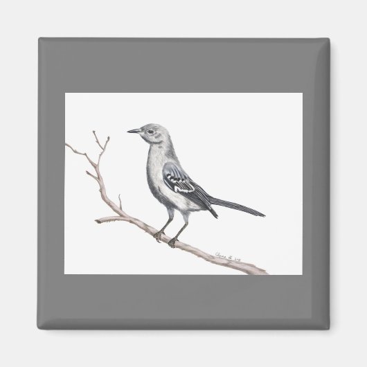 Texas Mockingbird Magnet (Voorkant)