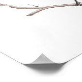 Texas Mockingbird Print (Hoek)