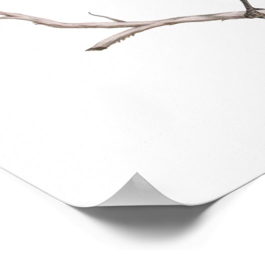 Texas Mockingbird Print (Hoek)