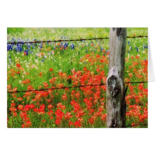 Texas Paintborstel achter Barbed WIre Fence (Voorkant Horizontaal)