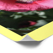Texas Pink Skullcap Print II (Hoek)