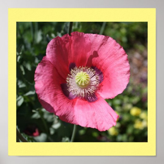 Texas Pink Skullcap Print II (Voorkant)