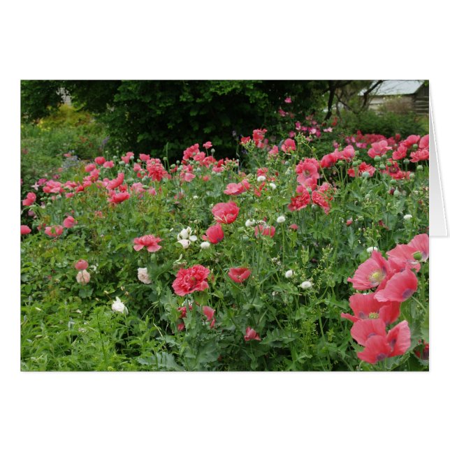Texas Poppies (Voorkant Horizontaal)