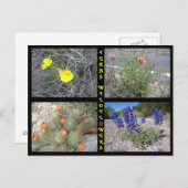 Texas Roadside Wildflower Briefkaart (Voorkant / Achterkant)