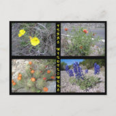 Texas Roadside Wildflower Briefkaart (Voorkant)