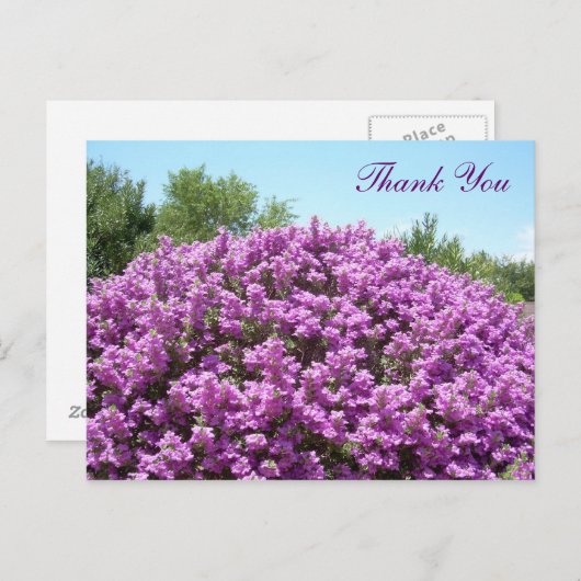 Texas Sage Dank u Briefkaart (Voorkant / Achterkant)