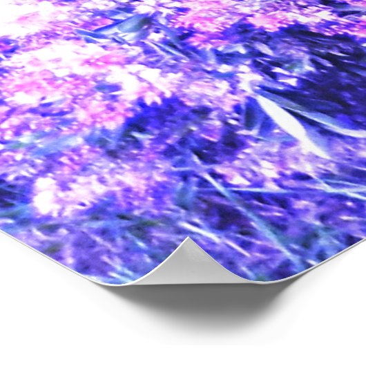 TEXAS SAGE POSTER (Hoek)