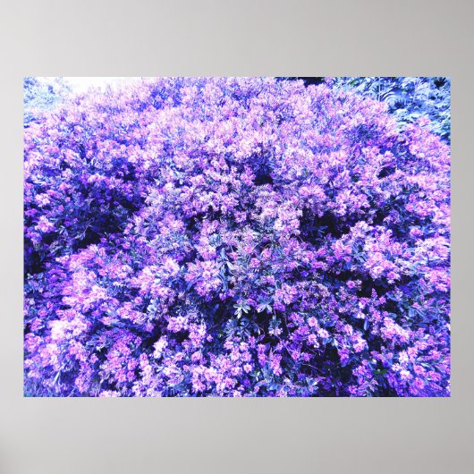 TEXAS SAGE POSTER (Voorkant)