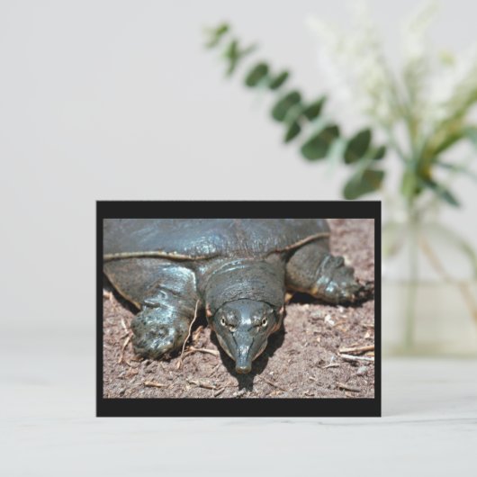 Texas spiny weekschildpad briefkaart (Staand voorkant)