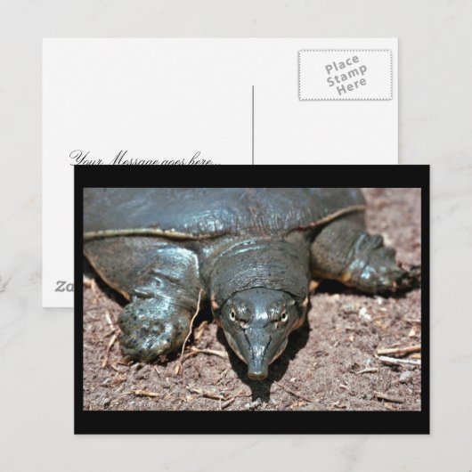 Texas spiny weekschildpad briefkaart (Voorkant / Achterkant)