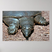 Texas spiny weekschildpad poster (Voorkant)