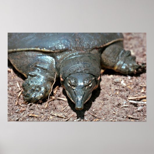 Texas spiny weekschildpad poster (Voorkant)