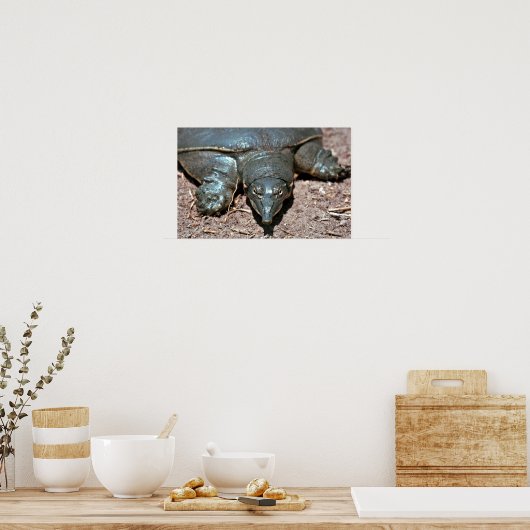 Texas spiny weekschildpad poster (Keuken)