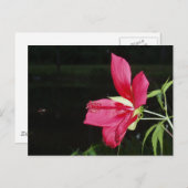 Texas Star Hibiscus Briefkaart (Voorkant / Achterkant)