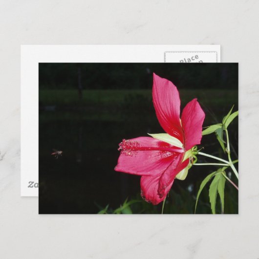 Texas Star Hibiscus Briefkaart (Voorkant / Achterkant)