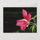 Texas Star Hibiscus Briefkaart (Voorkant)