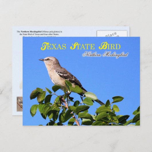 Texas State Bird - Northern Mockingbird Briefkaart (Voorkant / Achterkant)