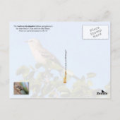 Texas State Bird - Northern Mockingbird Briefkaart (Achterkant)