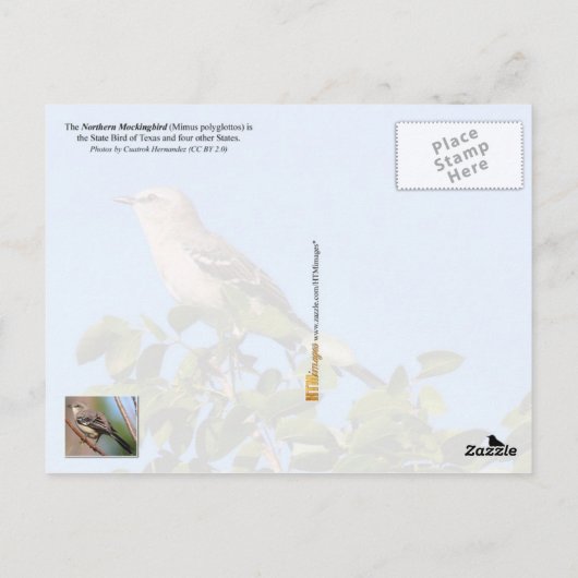 Texas State Bird - Northern Mockingbird Briefkaart (Achterkant)