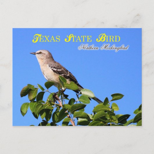 Texas State Bird - Northern Mockingbird Briefkaart (Voorkant)