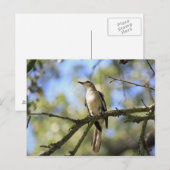 Texas State Bird Post Card Briefkaart (Voorkant / Achterkant)