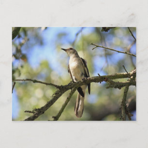 Texas State Bird Post Card Briefkaart