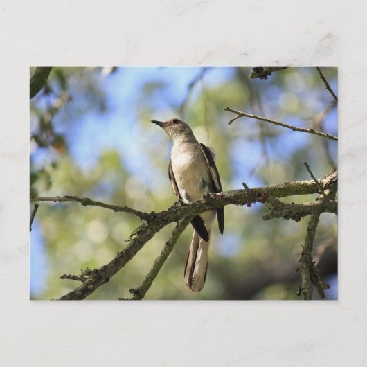 Texas State Bird Post Card Briefkaart (Voorkant)