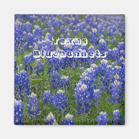 Texas State Bloem Bluebonnets Magnet