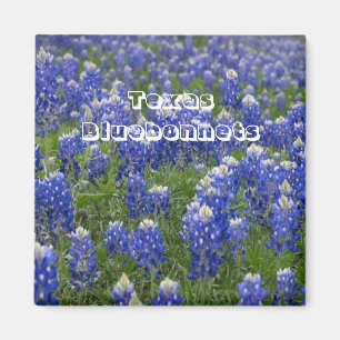 Texas State Bloem Bluebonnets Magnet