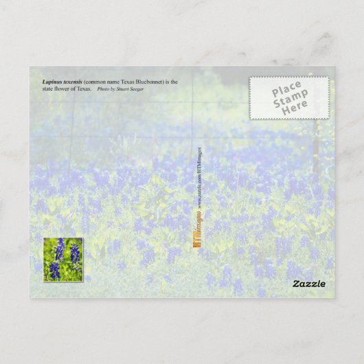 Texas State Flower - Bluebonnets Briefkaart (Achterkant)