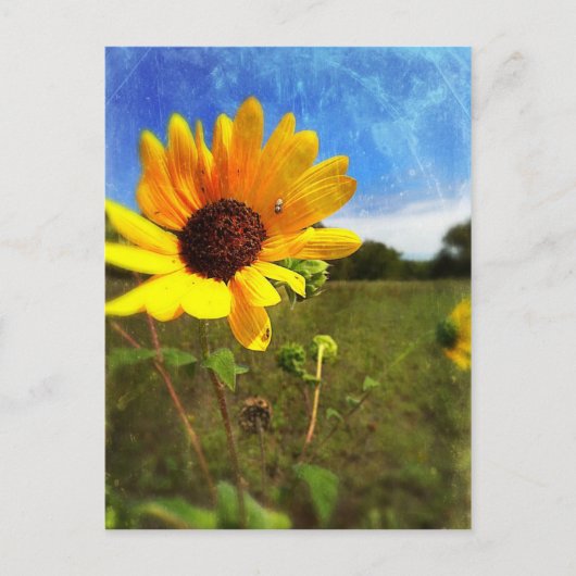 Texas Sunflower door Jill Briefkaart (Voorkant)