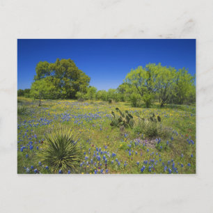 Texas, Texas Hill Country, Lage blaaskruid, Briefkaart