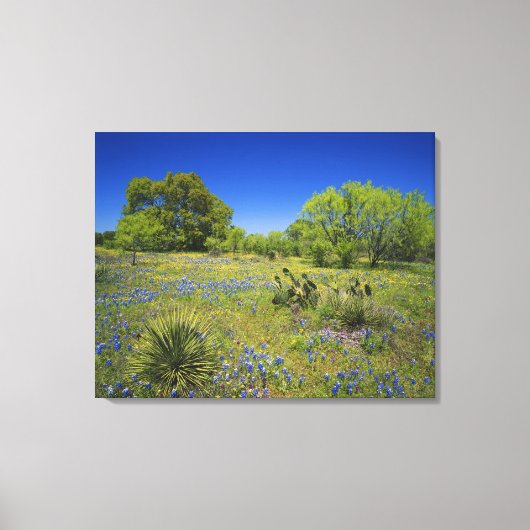 Texas, Texas Hill Country, Lage blaaskruid, Canvas Afdruk (Voorkant)