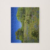 Texas, Texas Hill Country, Lage blaaskruid, Legpuzzel (Verticaal)
