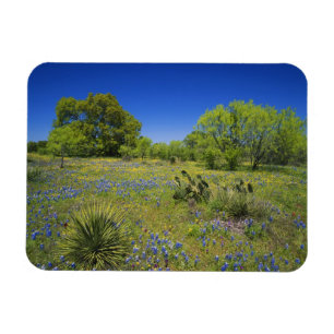 Texas, Texas Hill Country, Lage blaaskruid, Magneet
