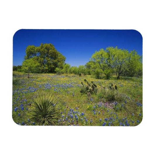 Texas, Texas Hill Country, Lage blaaskruid, Magneet (Horizontaal)
