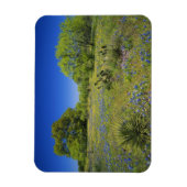 Texas, Texas Hill Country, Lage blaaskruid, Magneet (Verticaal)
