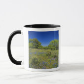 Texas, Texas Hill Country, Lage blaaskruid, Mok (Links)