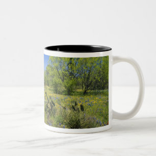 Texas, Texas Hill Country, Lage blaaskruid, Tweekleurige Koffiemok