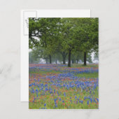 Texas, Texas Hill Country, Texas Paintborstel en Briefkaart (Voorkant / Achterkant)