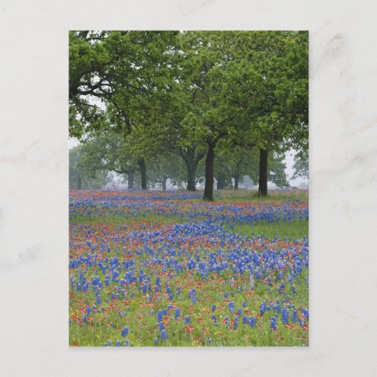 Texas, Texas Hill Country, Texas Paintborstel en Briefkaart (Voorkant)