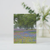Texas, Texas Hill Country, Texas Paintborstel en Briefkaart (Staand voorkant)